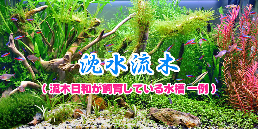 沈水流木｜流木販売の格安通販専門店 流木日和